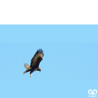 گونه سارگپه استپی Common Buzzard